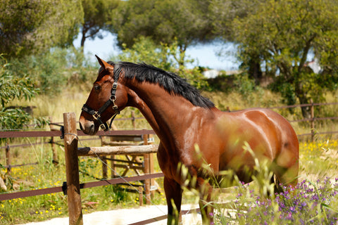 Prime Hay Muscle Horse Prime Hay Portugal Meadow hay