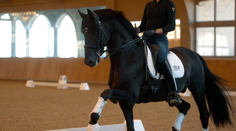 Black dressage horse in collected trot in an indoor arena, hindquarters carrying and topline lifted