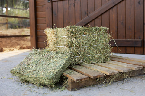 Small Bales Luzerne/alfalfa
