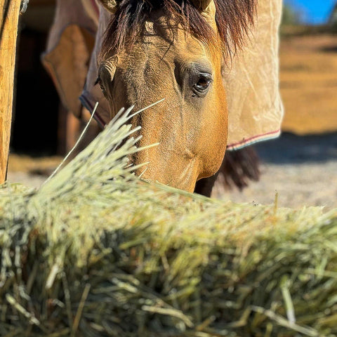 Fardos Pequeños Mezcla Natural de Ryegrass