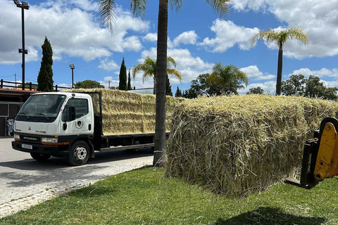 Heno de Raigrás en Pacas Grandes