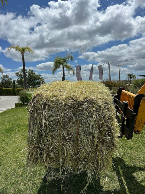 Heno de Raigrás en Pacas Grandes