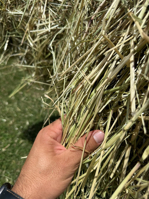 Heno de Raigrás en Pacas Grandes