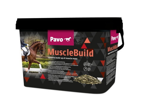 Muscle support