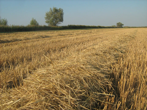 Pacas Pequeñas de Paja de Trigo