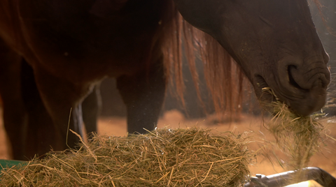 THE BEST QUALITY HAY