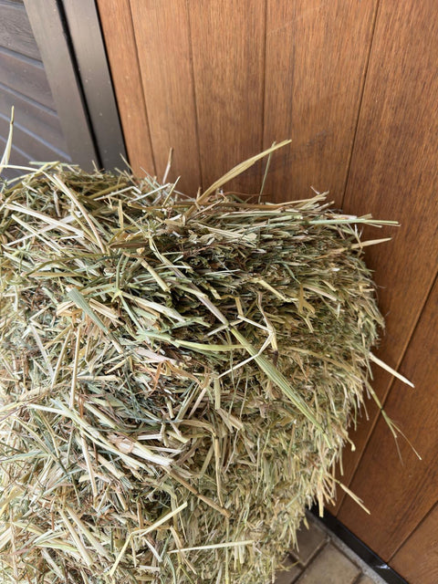 Close-up of the green ryegrass stems at the top of a small bale