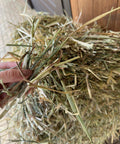 Hand holding a flake of ryegrass hay showing the green leaf and stem