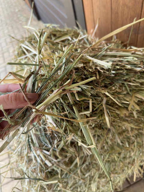 Hand holding a flake of ryegrass hay showing the green leaf and stem