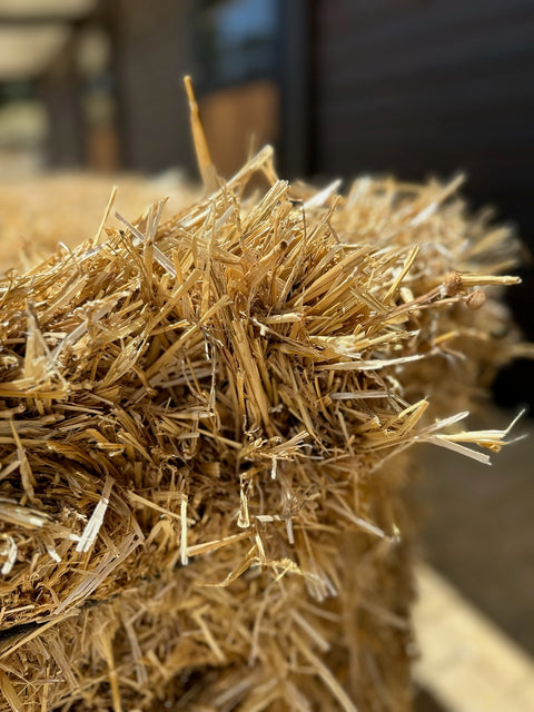 Close-up of the straw: long, hollow, bright golden stems